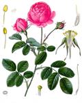 Rosa gallica